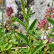 Blätterfoto Veronica fruticulosa