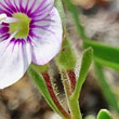 Foto von Besonderheit Veronica fruticulosa