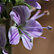 Portraitfoto Veronica officinalis