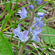 Blütenfoto Veronica officinalis