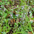 Habitusfoto Veronica officinalis