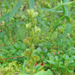 Fruchtfoto Veronica officinalis