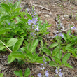 Foto von Besonderheit Veronica officinalis
