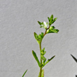 Bl&uuml;tenfoto Veronica peregrina
