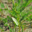 Bl&auml;tterfoto Veronica peregrina