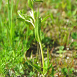 St&auml;ngel-/Stammfoto Veronica peregrina
