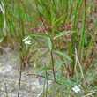 Habitusfoto Veronica scutellata