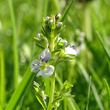 Blütenfoto Veronica serpyllifolia