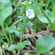 Blätterfoto Veronica serpyllifolia