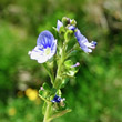 Blütenfoto Veronica serpyllifolia subsp.humifusa