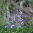 Blütenfoto Veronica teucrium