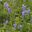 Foto von Besonderheit Veronica teucrium