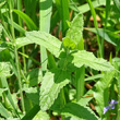 Blätterfoto Veronica teucrium