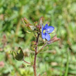 Blütenfoto Veronica triphyllos