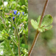 Blätterfoto Veronica triphyllos