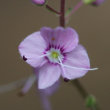 Portraitfoto Veronica urticifolia