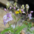 Blütenfoto Veronica urticifolia