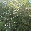 Habitusfoto Viburnum lantana