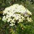Portraitfoto Viburnum lantana