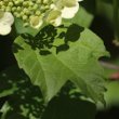 Blätterfoto Viburnum opulus