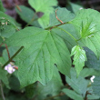 Bl&auml;tterfoto Viburnum opulus