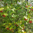 Foto von Besonderheit Viburnum opulus