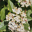 Portraitfoto Viburnum tinus