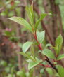 Stängel-/Stammfoto Viburnum x bodnantense