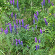 Habitusfoto Vicia cracca subsp. incana