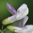 Blütenfoto Vicia sylvatica