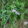 Habitusfoto Vicia sylvatica