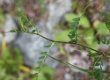 Blätterfoto Vicia sylvatica