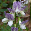 Portraitfoto Vicia sylvatica