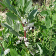 Habitusfoto Vicia faba