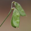 Fruchtfoto Vicia hirsuta