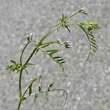 Portraitfoto Vicia hirsuta