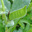 Fruchtfoto Vicia narbonensis