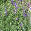 Habitusfoto Vicia onobrychioides