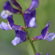 Foto Kelch Vicia onobrychioides