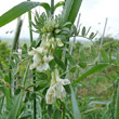 Portraitfoto Vicia pannonica