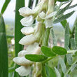 Blütenfoto Vicia pannonica