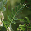 Blätterfoto Vicia pannonica