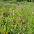 Habitusfoto Vicia sativa