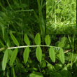 Blätterfoto Vicia sativa