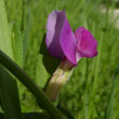 Blütenfoto Vicia sativa