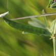 Fruchtfoto Vicia sativa ssp. nigra