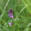 Blütenfoto Vicia sepium