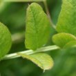 Foto von Besonderheit Vicia sepium