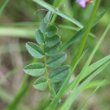 Blätterfoto Vicia sepium