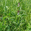 Habitusfoto Vicia sepium